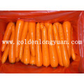 Fresh Carrot 2016 New Crop